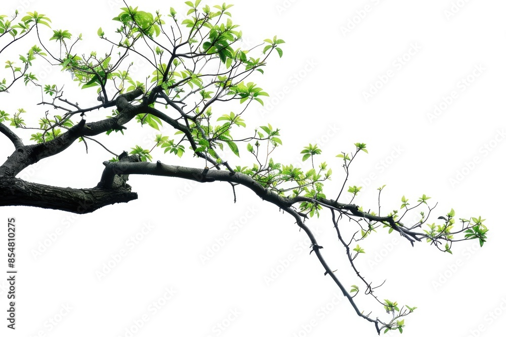 Fototapeta premium Tree Branch. Green Tree Branch Isolated on White Background