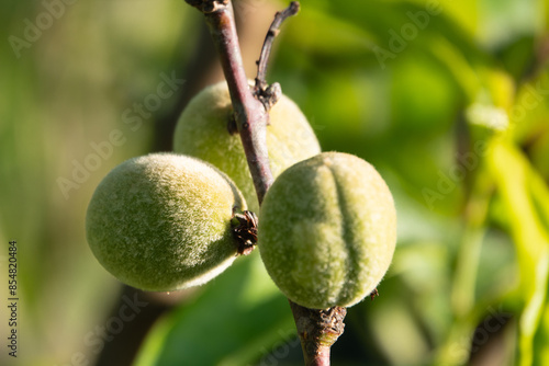 noch unreife kleine Pfirsich Früchte am Baum - Prunus persica samtig behaart photo