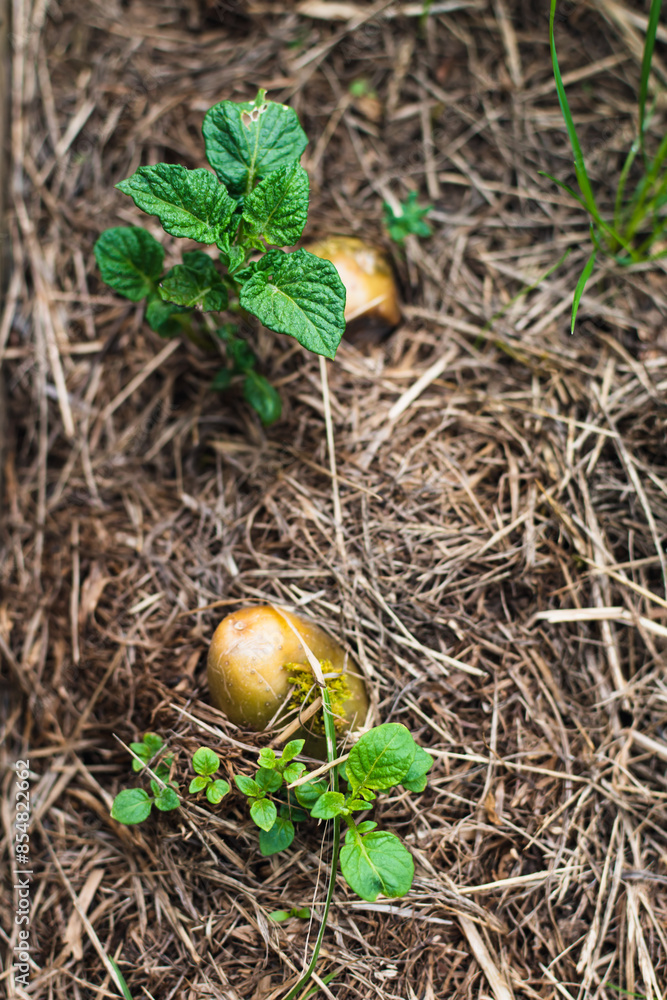 Potato above ground under mulch, growing, solanum tuberosum Potato above ground under mulch, growing, solanum tuberosum