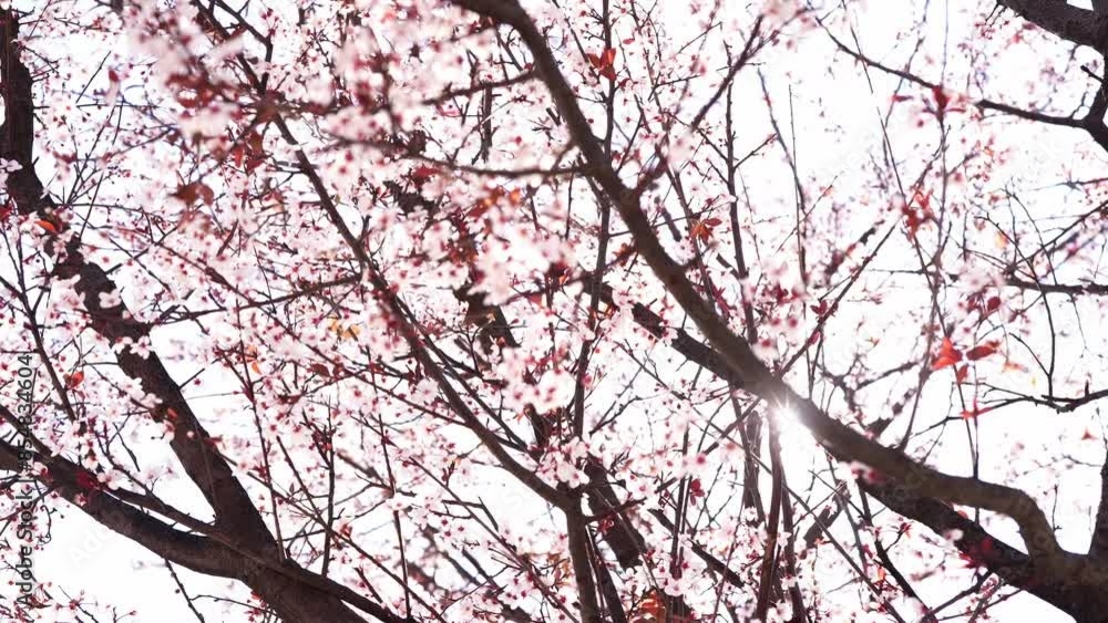 Blossoming peach tree against the backdrop of a sunny sky. High quality 4k footage Blossoming peach tree against the backdrop of a sunny sky. High quality 4k footage