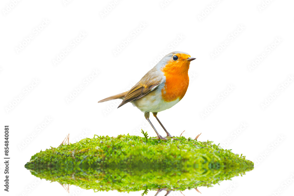 Fototapeta premium Robin on an island of green moss