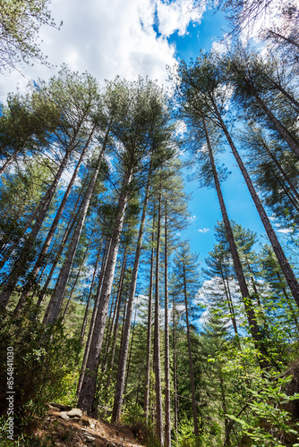 Maritime pine is a species present throughout the southern part of the Cévennes. 