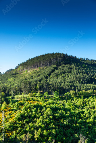 Scots pines in Lozère in France