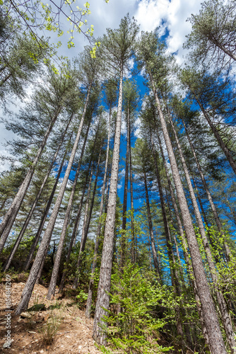 Maritime pine is a species present throughout the southern part of the Cévennes. 