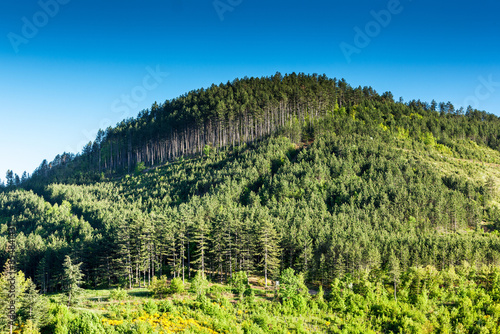Scots pines in Lozère in France