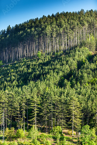 Scots pines in Lozère in France