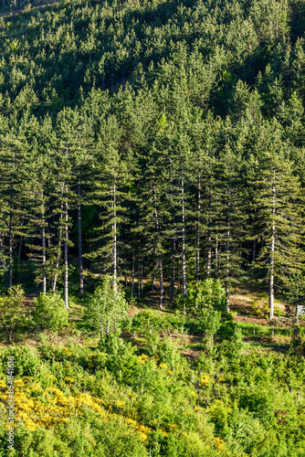 Scots pines in Lozère in France