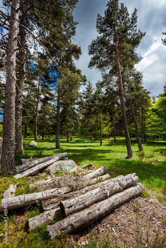 Scots pines in Lozère in France