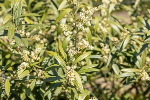 Olivenstrauch mit Blüten im Frühling