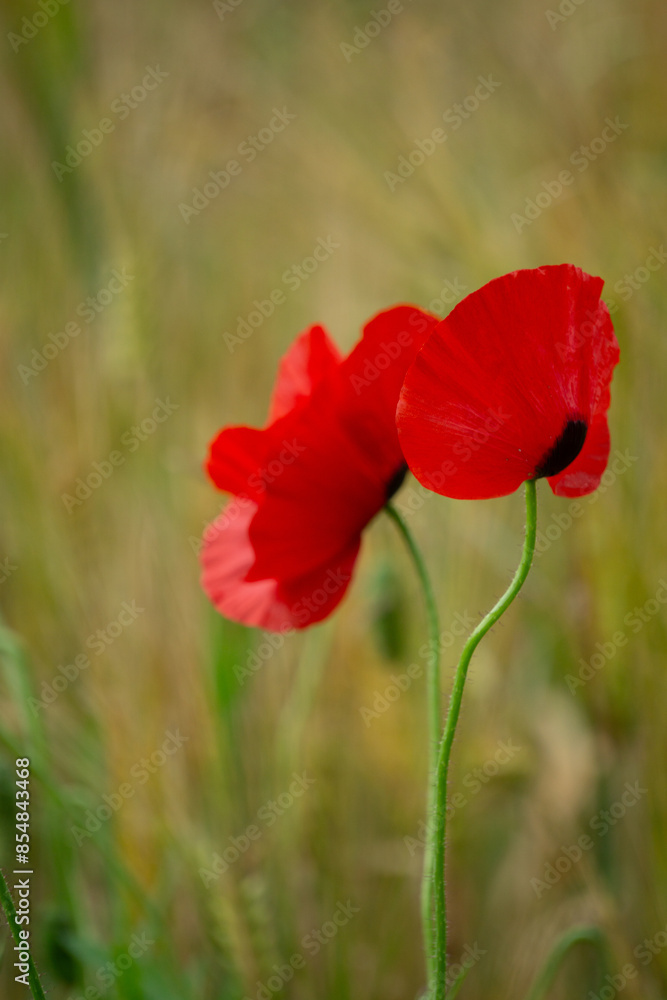 Kornfelder und Mohn in der Region Teutoburger Wald Kornfelder und Mohn in der Region Teutoburger Wald