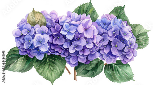 Detailed watercolor illustration of vibrant purple hydrangea flowers with lush green leaves, capturing botanical beauty and elegance. © khonkangrua