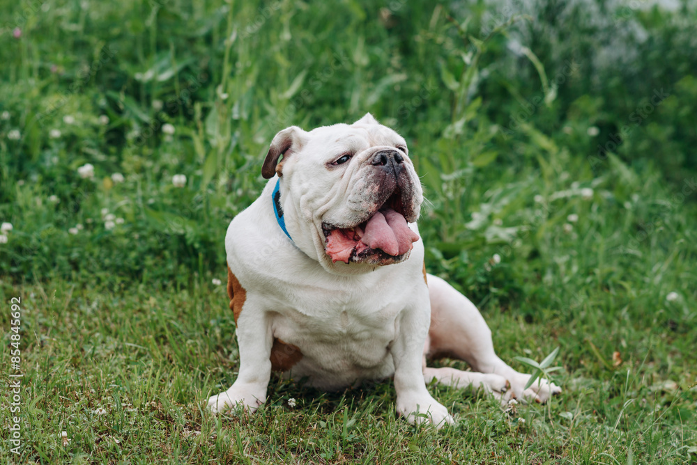 Obraz premium red and white English Bulldog lying on grass in park in sunny summer day, dogwalking concept