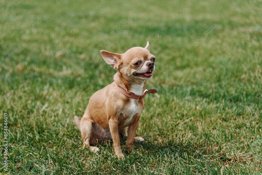 brown chihuahua sitting on green grass in park in sunny summer day, dogwalking concept brown chihuahua sitting on green grass in park in sunny summer day, dogwalking concept