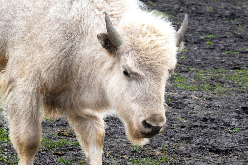 Closeup of a young white Plains Bison with small black horns. Closeup of a young white Plains Bison with small black horns.