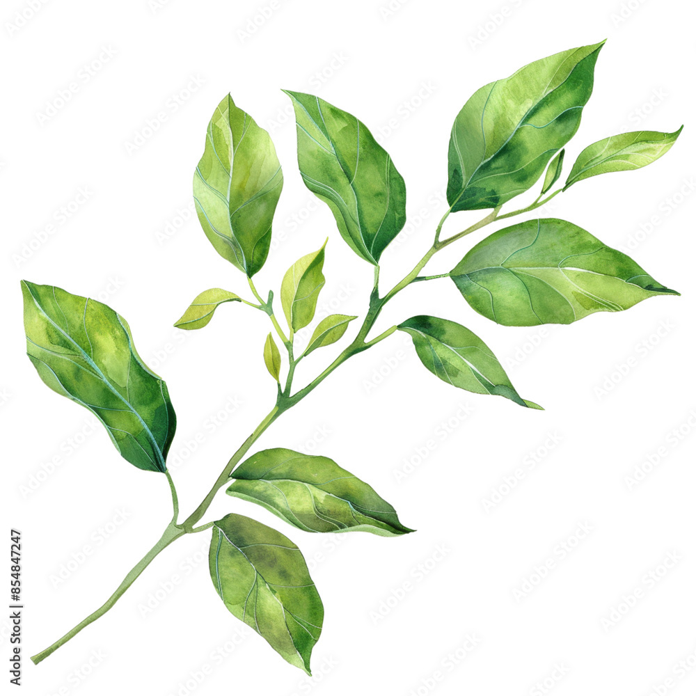 Lush Green Leaves Watercolor Set Isolated on Transparent Background, Deep Jungle Green Lush Green Leaves Watercolor Set Isolated on Transparent Background, Deep Jungle Green
