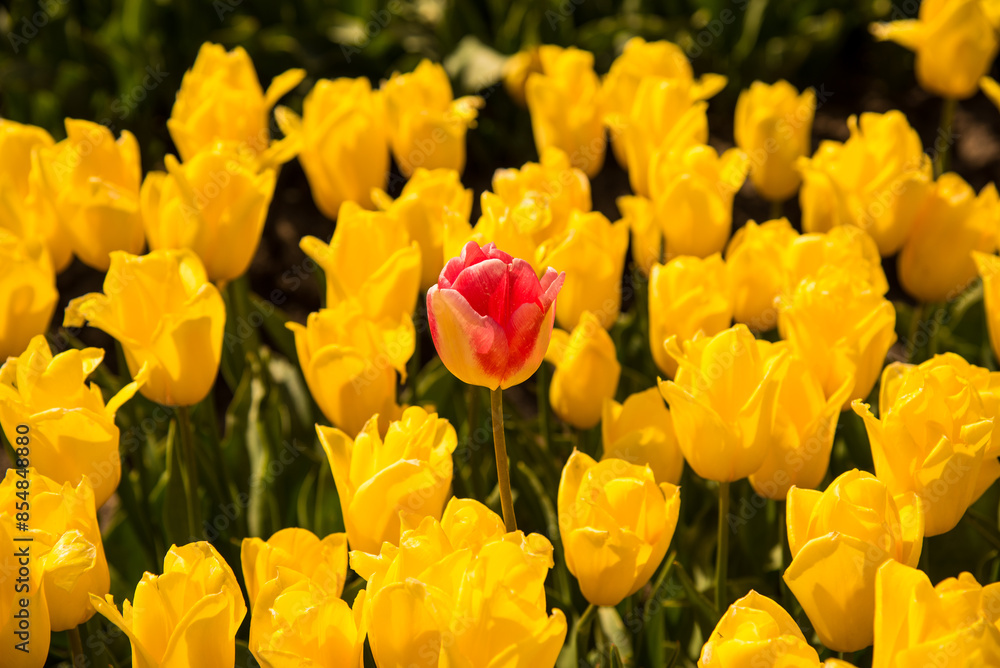 field of yellow tulips around one red tulip field of yellow tulips around one red tulip
