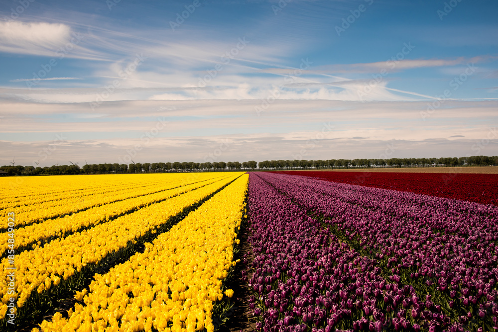 field of colorful tulips and blue sky field of colorful tulips and blue sky