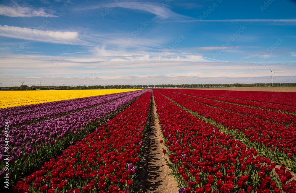 field of colorful tulips and blue sky field of colorful tulips and blue sky