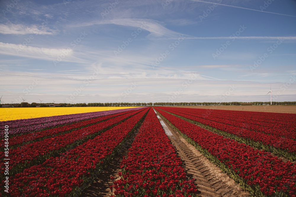 field of colorful tulips and blue sky field of colorful tulips and blue sky