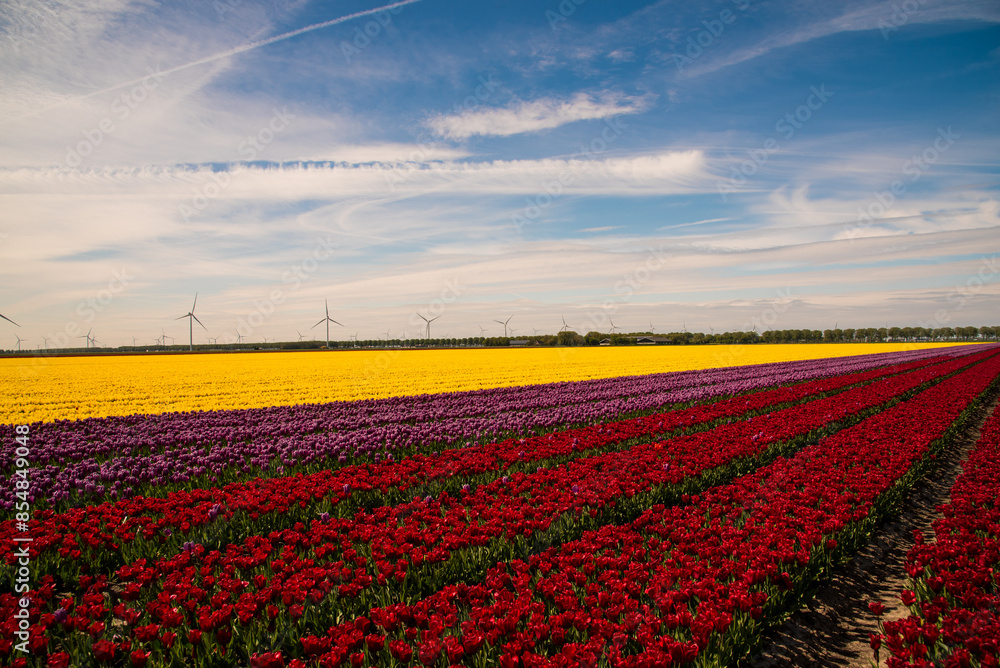 field of colorful tulips and blue sky field of colorful tulips and blue sky