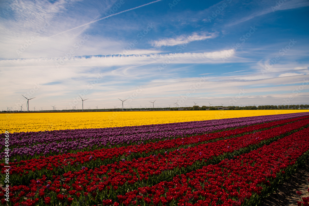 field of colorful tulips and blue sky field of colorful tulips and blue sky