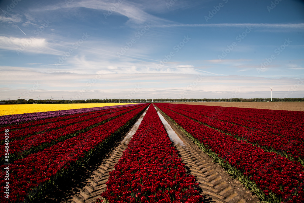 field of colorful tulips and blue sky field of colorful tulips and blue sky