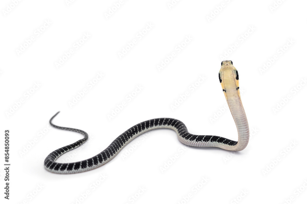 King of snakes. Baby king cobra snake - Ophiophagus bungarus from the forests of southern Thailand isolated on white background. King of snakes. Baby king cobra snake - Ophiophagus bungarus from the forests of southern Thailand isolated on white background.