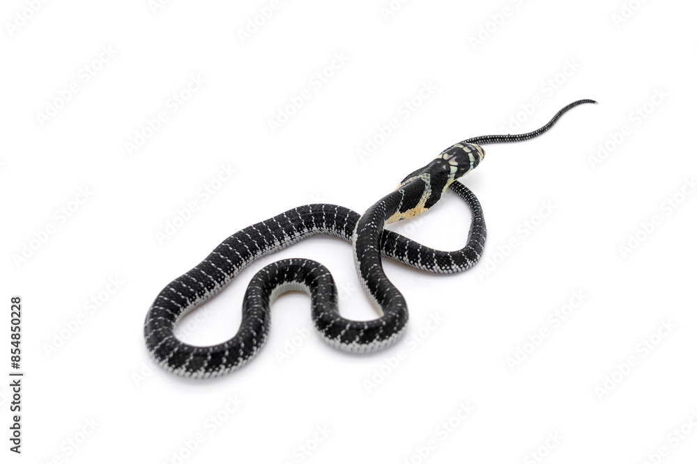 King of snakes. Back of Baby king cobra snake - Ophiophagus bungarus from the forests of southern Thailand isolated on white background. King of snakes. Back of Baby king cobra snake - Ophiophagus bungarus from the forests of southern Thailand isolated on white background.