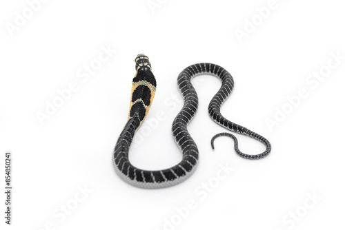 King of snakes. Back of Baby king cobra snake - Ophiophagus hannah from the forests of southern Thailand isolated on white background.