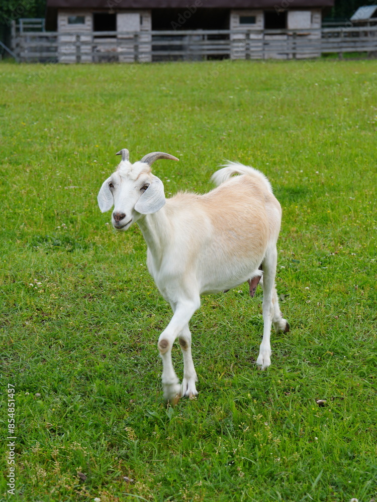 Obraz premium baby goat on pasture