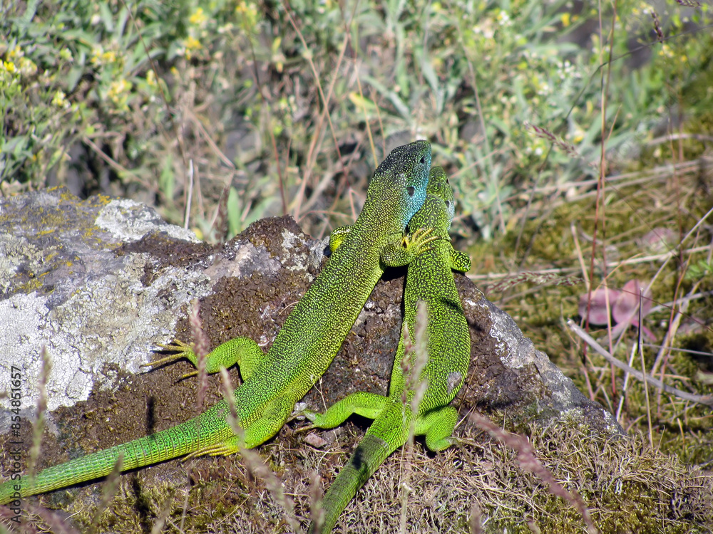 Breeding behaviour of Green Lizard Lacerta a male protecting gravid female Breeding behaviour of Green Lizard Lacerta a male protecting gravid female
