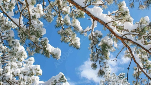 Snow clad pine tree branches perception photo