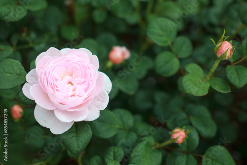 Wallpaper Mural ピンクのバラが咲いている Torontodigital.ca