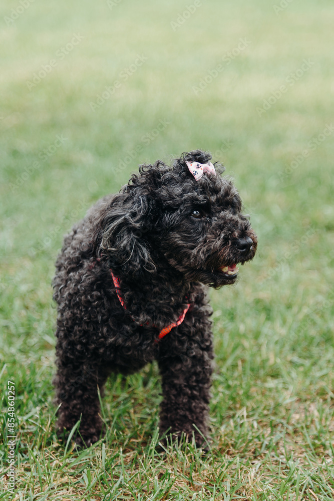 black female toy poodle walks on green grass in park in sunny summer day, dogwalking concept, vertical black female toy poodle walks on green grass in park in sunny summer day, dogwalking concept, vertical