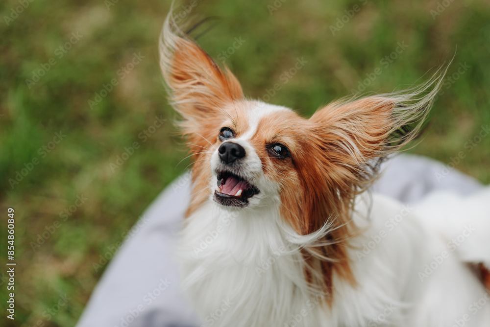 red and white papillon dog sitting on gray armchair bag on green grass in park in sunny summer day, looking at owner and barking, dogwalking concept red and white papillon dog sitting on gray armchair bag on green grass in park in sunny summer day, looking at owner and barking, dogwalking concept