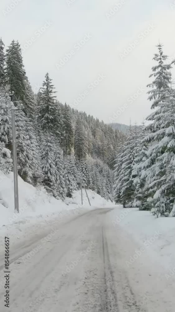 Fantastic view of snow forrest during winter Fantastic view of snow forrest during winter
