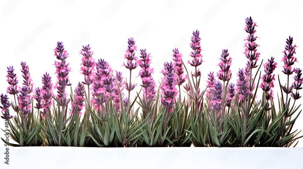 Naklejka premium flowers isolated on white