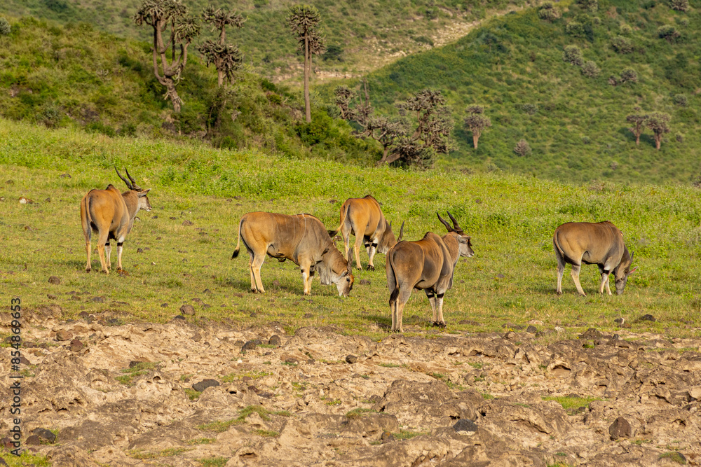 Tanzania - Ngorongoro crater - common eland (Taurotragus oryx) Tanzania - Ngorongoro crater - common eland (Taurotragus oryx)