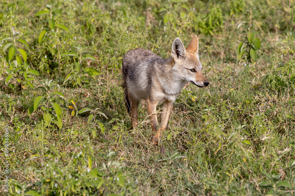 Tanzania - Ngorongoro crater - black-backed jackal (Lupulella mesomelas) Tanzania - Ngorongoro crater - black-backed jackal (Lupulella mesomelas)