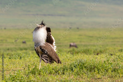 Fotografía Tanzania - Ngorongoro crater - kori bustard (Ardeotis kori)