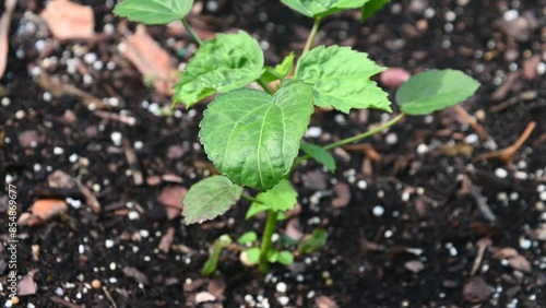 Young Indian Cluster bean plant in vegetable bed in a garden photo