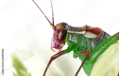 Barbitistes serricauda, Saw tailed Bush Cricket isolated on white photo