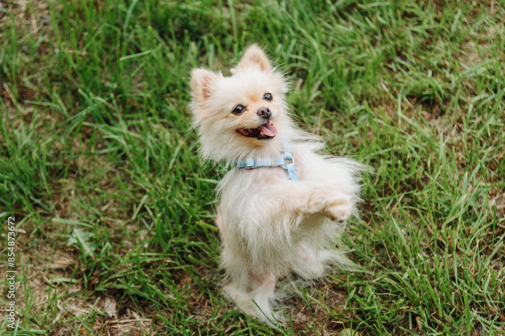 Fototapeta premium white Pomeranian dog looking at owner at walk in park in sunny summer day, Dwarf Spitz, German Toy Spitz, standing on hind legs, tongue out, dogwalking concept