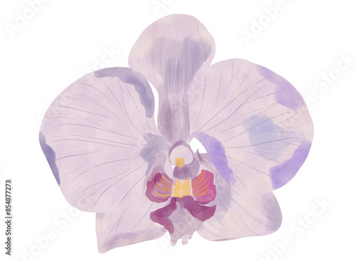 Beautiful floral watercolor Purple orchid flower isolated on a white background.
