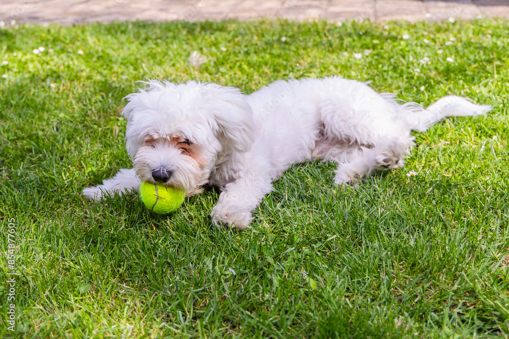 White Maltese Dog Playing With A Yellow Ball On Green Grass White Maltese Dog Playing With A Yellow Ball On Green Grass