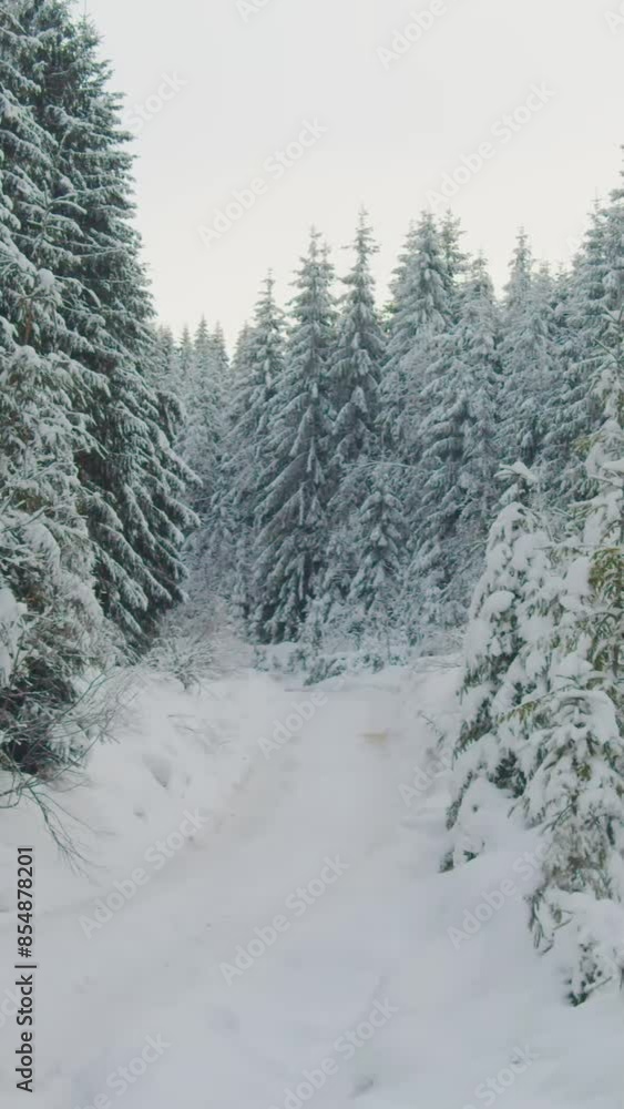 Fantastic view of snow forrest during winter Fantastic view of snow forrest during winter
