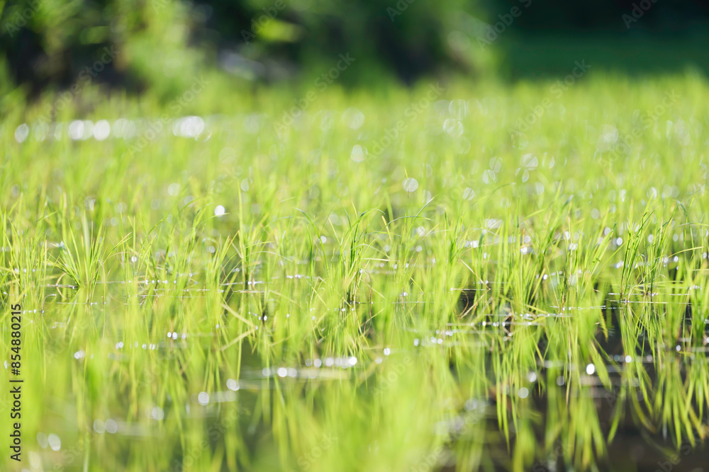 Green rice field close-up, sunlight Green rice field close-up, sunlight