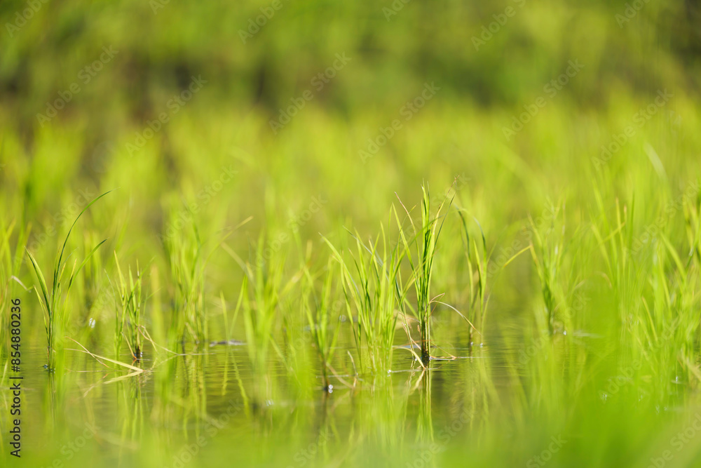 Green rice paddy field plantation in Asia Green rice paddy field plantation in Asia