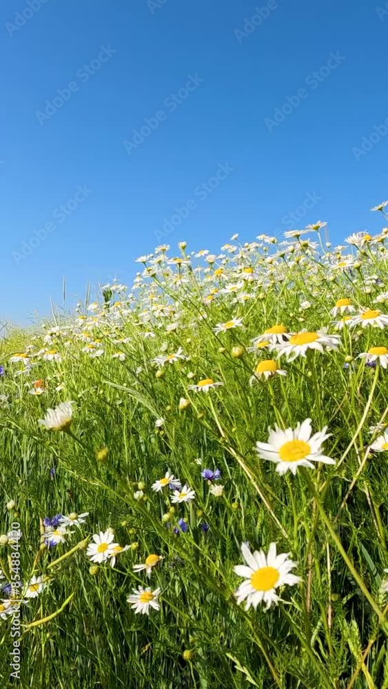 field of daisies. daisies in the meadow. Ukain landscapes. flowers on a rape field. bees among wildflowers field of daisies. daisies in the meadow. Ukain landscapes. flowers on a rape field. bees among wildflowers