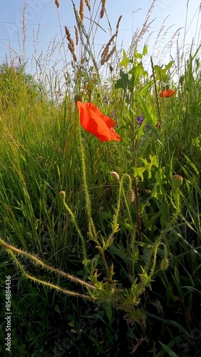 red poppy flower. Ukain landscapes. flowers on a rape field. poppies on the rape field. bumblebee on a poppy flower. bees among wildflowers photo